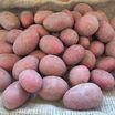 Organik Baby(Mini )Kırmızı Patates 
