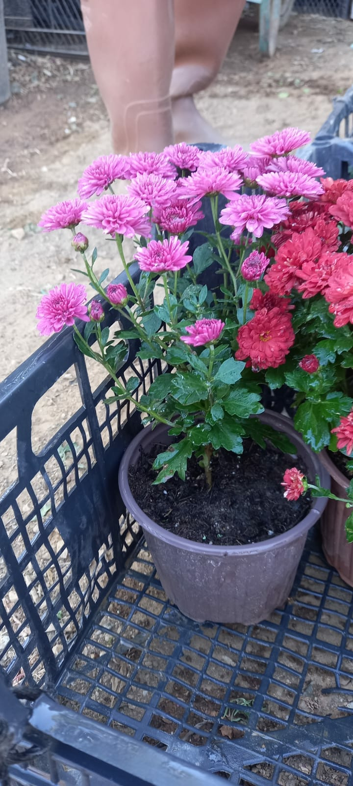 Kasım Patı (1 Adet Pembe Renkli)