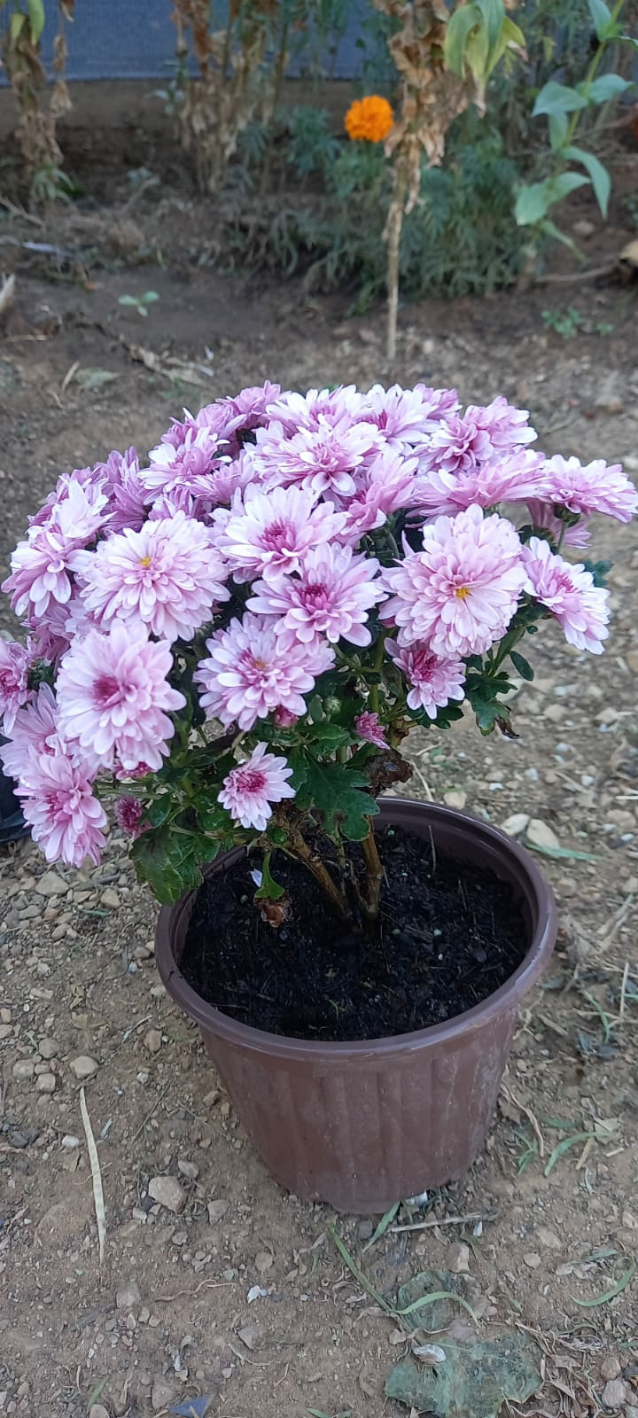 Kasım Patı (1 Adet Açık Pembe Renkli)