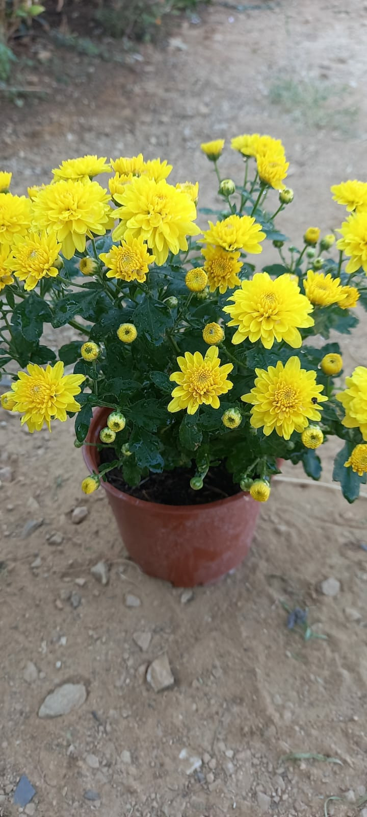 Kasım Patı (1 Adet Sarı Renkli)