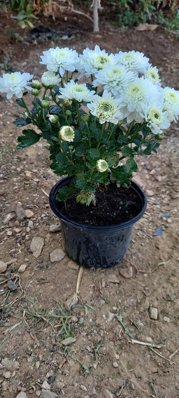 Kasım Patı (1 Adet Beyaz Renkli)