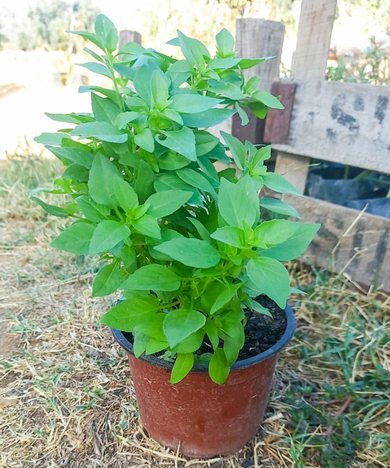 Fesleğen Fidesi - Saksıda Hediyelik (1 Adet)