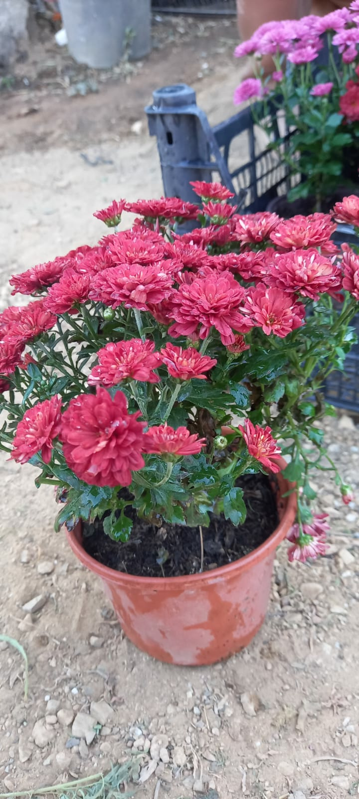 Kasım Patı (1 Adet Kırmızı Renkli)