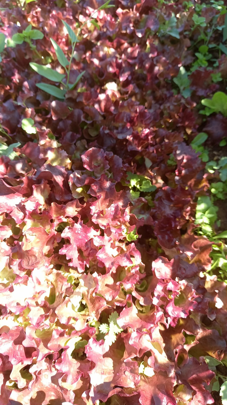 Kırmızı Kıvırcık Marul Fidesi (20 Adet)