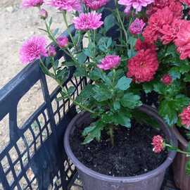 Kasım Patı (1 Adet Pembe Renkli)