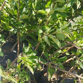 Küçük Yeşil Elma 