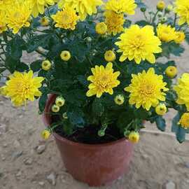 Kasım Patı (1 Adet Sarı Renkli)