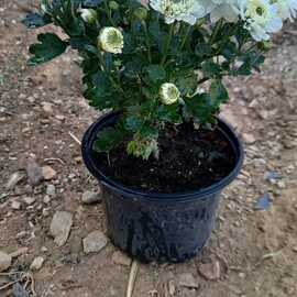 Kasım Patı (1 Adet Beyaz Renkli)