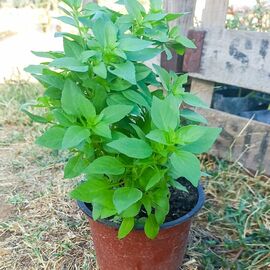 Fesleğen Fidesi - Saksıda Hediyelik (1 Adet)