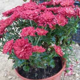 Kasım Patı (1 Adet Kırmızı Renkli)