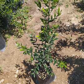 Arbequina (Halhali) Zeytin Fidanı 