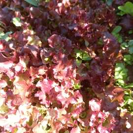 Kırmızı Kıvırcık Marul Fidesi (20 Adet)