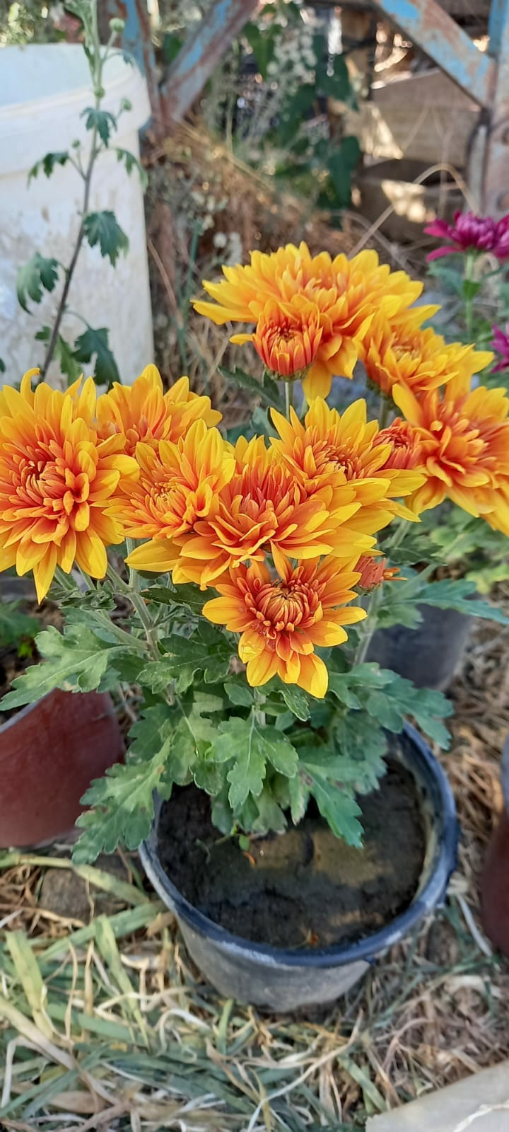 Turuncu Renkli Pat (1 Adet)