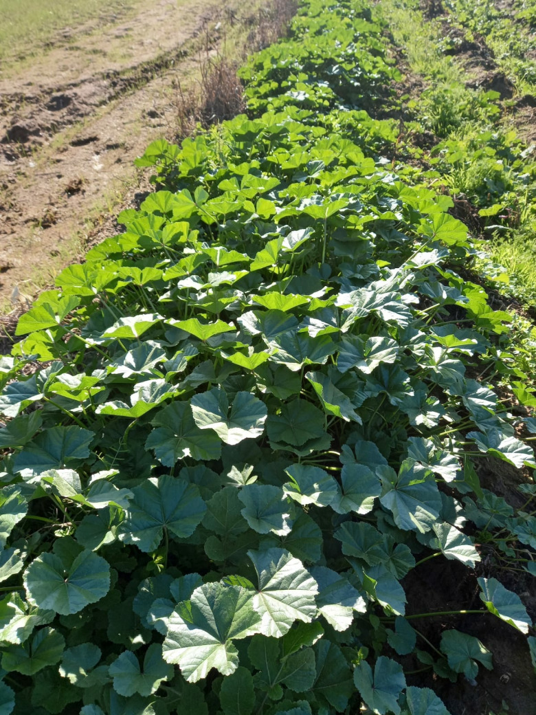 Ebegümeci Organik Taze