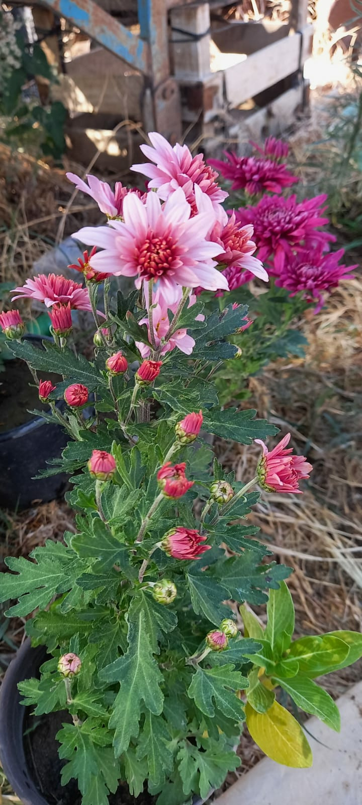 Eflatun Renkli Pat (1 Adet)