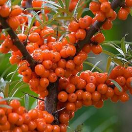 Yabani İğde Meyvesi 1 Kg Dalından