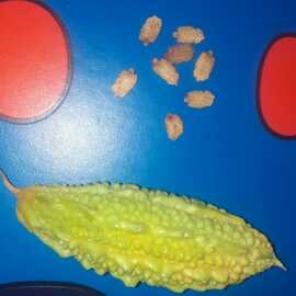 Kudret Narı Tohumu 10 Adet