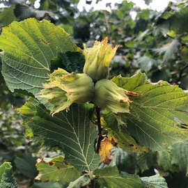 Kdz. Ereğli'den Kabuklu Fındık, 10Kg-1000Tl 