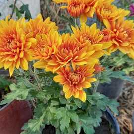 Turuncu Renkli Pat (1 Adet)