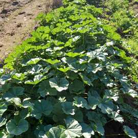 Ebegümeci Organik Taze