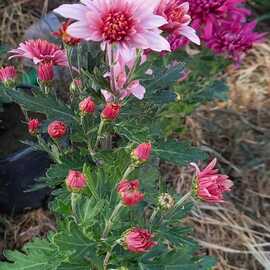 Eflatun Renkli Pat (1 Adet)