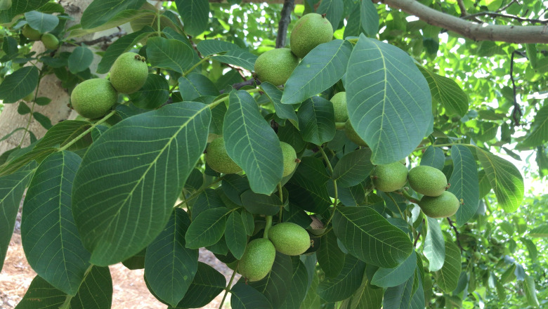 Yerli Üretim Yeni Mahsul 