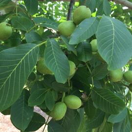 Yerli Üretim Yeni Mahsul 