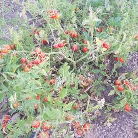 (Ata Tohumu) Boncuk Çeri Domatesi Tohumu 1 Paket---- (10 Adet)