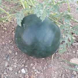 (Ata Tohumu) Gülle Yerli Köy Karpuzu Tohumu 1 Paket---(10 Adet)