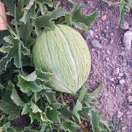 (Ata Tohumu) Kırkağaç Kavunu Tohumu 1 Paket (10 Adet)