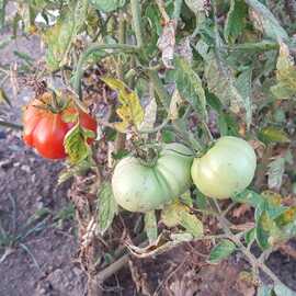 (Ata Tohumu) Çorum Domatesi Tohumu 1 Paket (10 Adet)