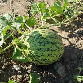 (Ata Tohumu) Musakça Kavunu Tohumu 1 Paket---- (10 Adet)