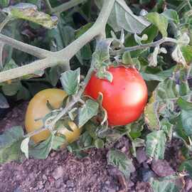 (Ata Tohumu) Yürek Domatesi Tohumu 1 Paket (10 Adet)