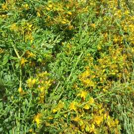 Sarı Kantaron Çiçeği Tohum 100 Adet 