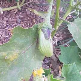 (Ata Tohumu) Beyaz Patlıcan Tohumu 1 Paket----(10 Adet)