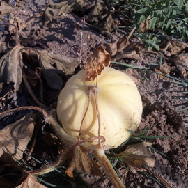 (Ata Tohumu) Beyaz Gönen Kavunu Tohumu 1 Paket ---(10 Adet)