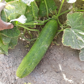 (Ata Tohumu) Uzun Köy Salatalığı Tohumu 1 Paket (10 Adet)