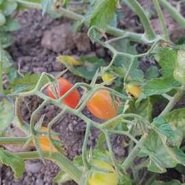 (Ata Tohumu) Pembe Badem Çeri Domatesi Tohumu 1 Paket (10 Adet)