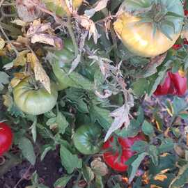 (Ata Tohumu) Mamun Bahçe Domatesi Tohumu 1 Paket (10 Adet)