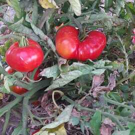 (Ata Tohumu) Kırmızı Kıvırcık Balıkesir Domatesi Tohumu 1 Paket (10 Adet)