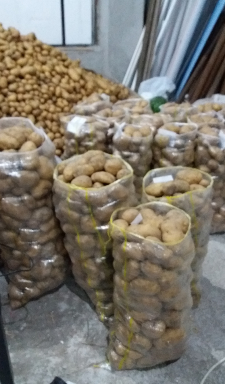 Bolu Köy Patatesi Agria