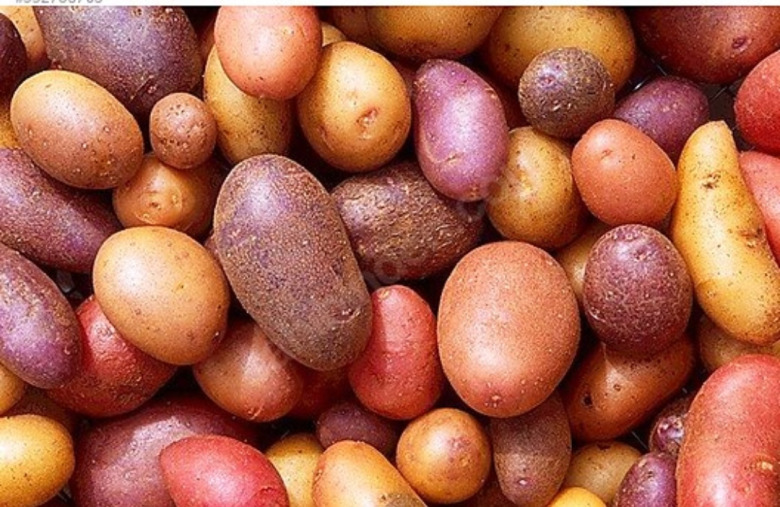 Bolu Kırmızı Köy Patates Tohumu