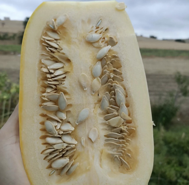 Çekirdek Kabağı Tohumu 50 Adet