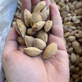 Tuzlu Kavrulmuş Diş Badem 1 Kg - Adıyaman Pazarı