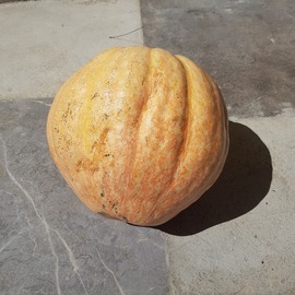 (Ata Tohumu) Tatlı Kabak Tohumu 1 Paket (10 Adet)