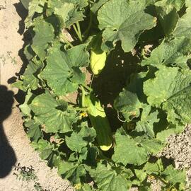 (Ata Tohumu) Badem Salatalık Tohumu 1 Paket (10 Adet)