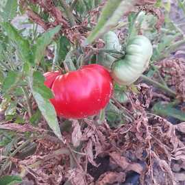 (Ata Tohumu) Arapgir Domatesi Tohumu 1 Paket (10 Adet)