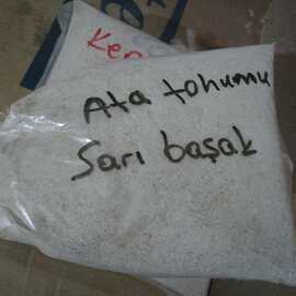 Yerli Ata Tohumu Sarı Başak Ekmeklik Poğaçalık Böreklik Akıtmalı