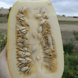 Çekirdek Kabağı Tohumu 50 Adet