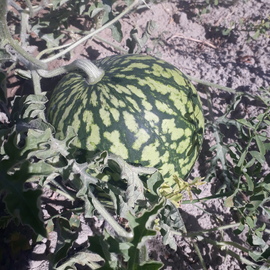 (Ata Tohumu) Yerli İri Alaca Karpuz Tohumu 1 Paket---(10 Adet)